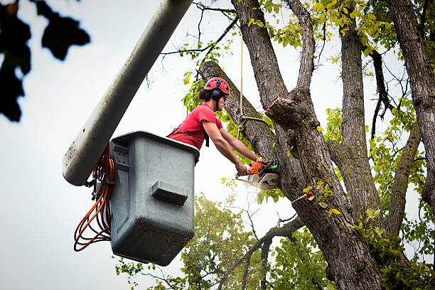 Stratford, CA Tree Removal and Landscaping Services Company